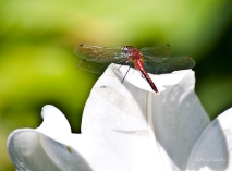 IMG_4128_dragonfly