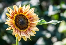 IMG_5238_sunflower