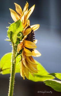 IMG_5480_sunflower